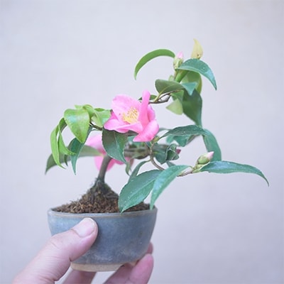 【川口市農業ブランド推奨品】川口市安行産　小品盆栽　椿