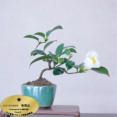 【川口市農業ブランド推奨品】川口市安行産　小品盆栽　椿