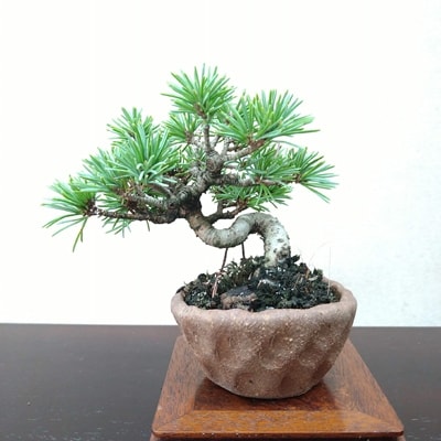 【川口市農業ブランド推奨品】川口市安行産　小品盆栽 五葉松〔那須五葉松〕