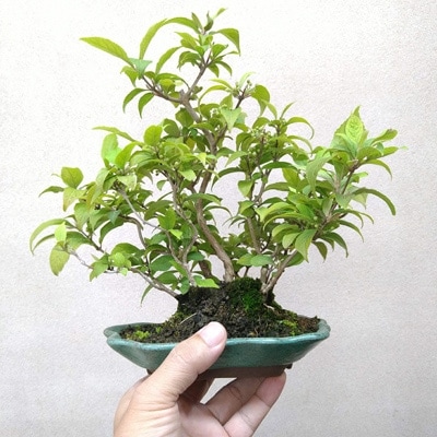 【川口市農業ブランド推奨品】川口市安行産　小品盆栽　紫式部〔寄せ植え〕
