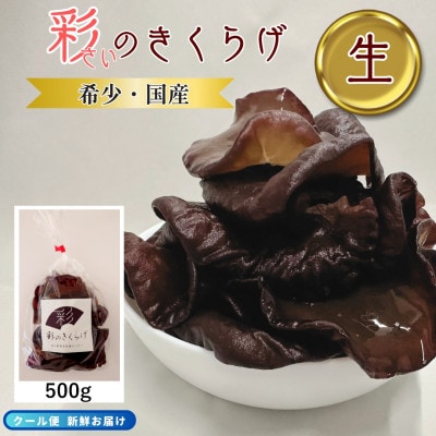 彩のきくらげ　生きくらげ500g　乾燥きくらげ50g　セット　埼玉県産