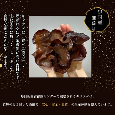 彩のきくらげ　生きくらげ500g　乾燥きくらげ50g　セット　埼玉県産