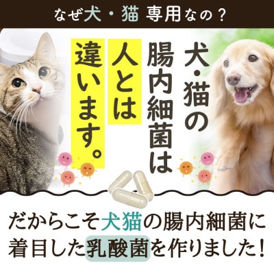 ペット用乳酸菌サプリ ヘルスチャージN 60カプセル