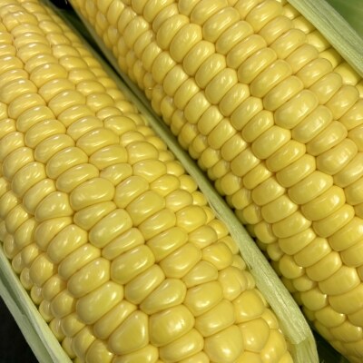 明和町産 朝どれとうもろこし 2lサイズ14本 お礼品詳細 ふるさと納税なら さとふる