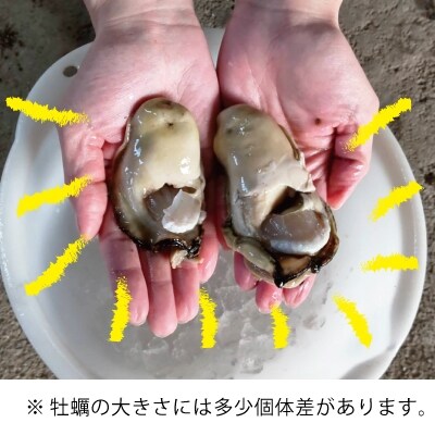 【しもい水産】数量限定 ! 天然岩ガキ 7～8個 加熱用