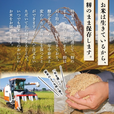 【定期便】(有)松幸農産 特選米5kg×3回 (計15kg)　MK17