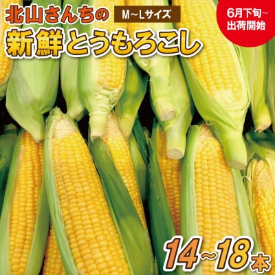 北山さんちの新鮮とうもろこし kn2