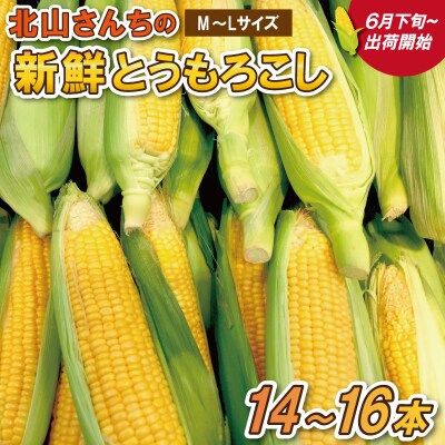 北山さんちの新鮮とうもろこし kn2
