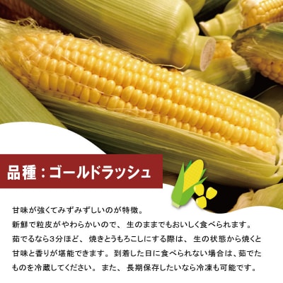 北山さんちの新鮮とうもろこし kn2