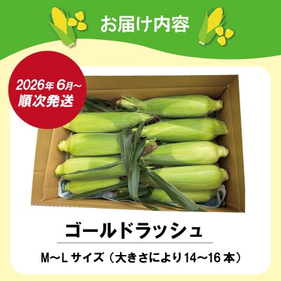 北山さんちの新鮮とうもろこし kn2