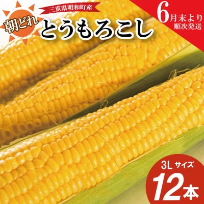朝採れとうもろこし　スイートコーン　3Lサイズ