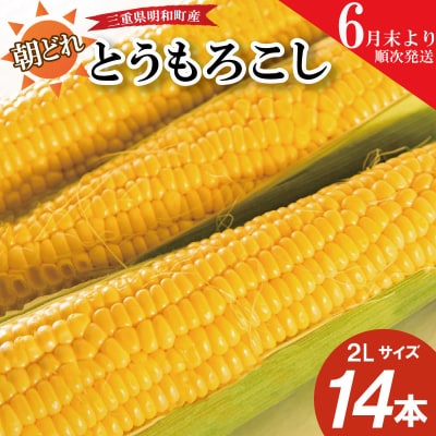 朝採れとうもろこし　スイートコーン　2Lサイズ