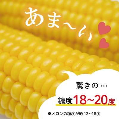 朝採れとうもろこし　スイートコーン　2Lサイズ