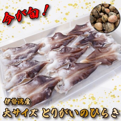 【期間限定】とりがいのひらき 旬 おすすめ 大サイズ