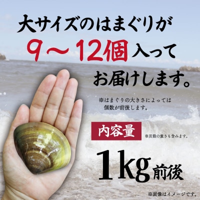三重県産 活きはまぐり 大サイズ 1kg 【しもい水産】sm3