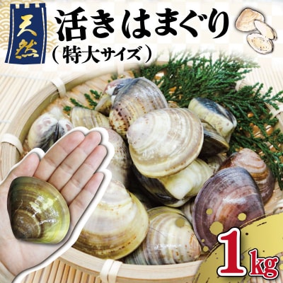 三重県産 活きはまぐり 特大サイズ 1kg 【しもい水産】 sm2