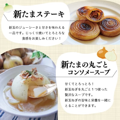 北山さんちの新たまねぎ 6kg　kn1