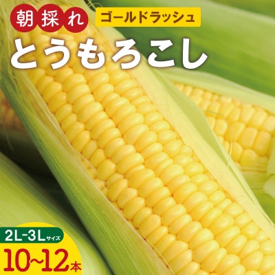 明和町産 朝採れ とうもろこし ゴールドラッシュ 10本～12本