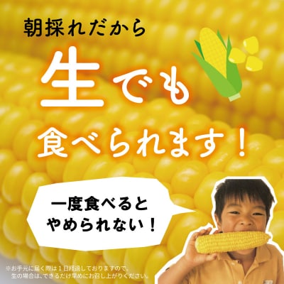 明和町産 朝採れ とうもろこし ゴールドラッシュ 10本～12本