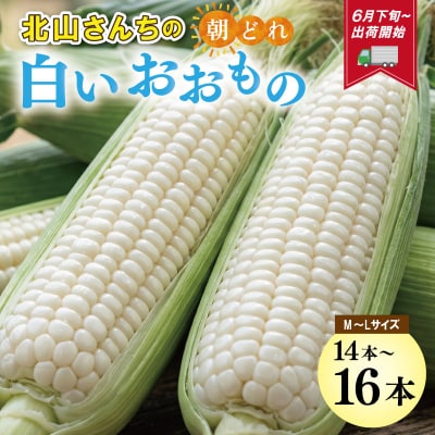 北山さんちの新鮮とうもろこし 白いおおもの 14～16本 kn3