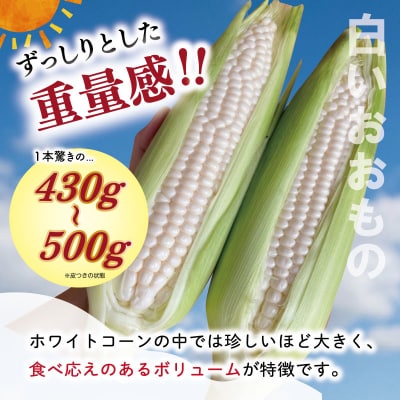 北山さんちの新鮮とうもろこし 白いおおもの 14～16本 kn3