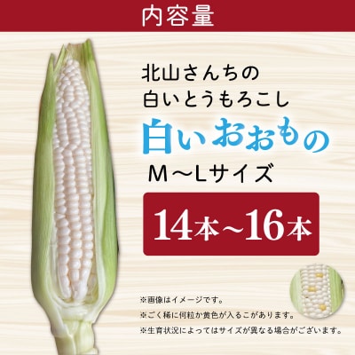北山さんちの新鮮とうもろこし 白いおおもの 14～16本 kn3