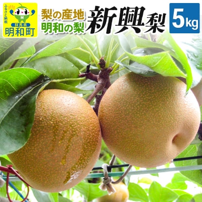 梨(新興)5.0kg|10_mns-040501
