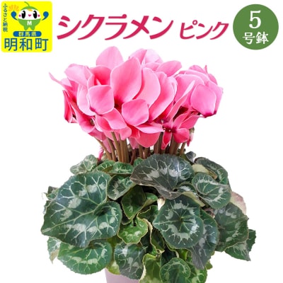 シクラメン(ピンク) 5号鉢 長持ち 育て方が簡単 冬の花 ＜期間限定＞|10_sen-020101