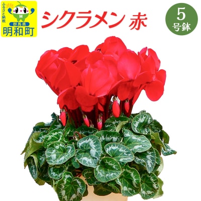シクラメン(赤) 5号鉢 長持ち 育て方が簡単 冬の花 ＜期間限定＞|10_sen-030101