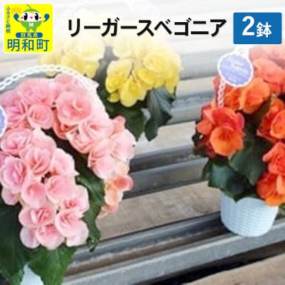 リーガースベゴニア 2鉢セット|10_sen-010201
