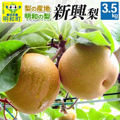 梨 新興 しんこう 3.5kg【10月下旬～11月上旬にお届け】|10_mns-040301