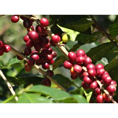 ゴールドコーヒーロースターズ　フェアトレード　メキシコ　粉　200g×2