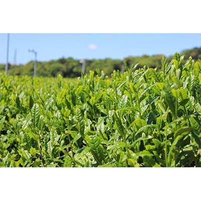 本格深蒸し新茶　5gティーバッグ30個入り×1袋