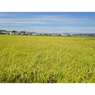 静岡県袋井市産　コシヒカリ白米　10kg