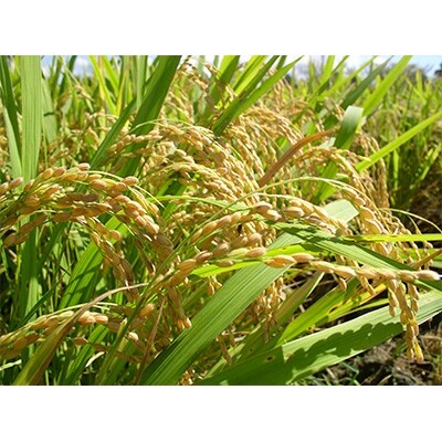 令和4年産 静岡県袋井産 精米 LGCソフト 5kg (豊田肥料指定の生産指導米)