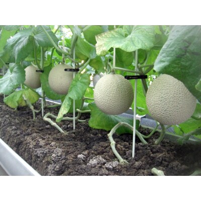 【2025年1月中旬～順次発送開始】静岡県袋井産 クラウンメロン「白上級」 1玉 白色化粧箱入り