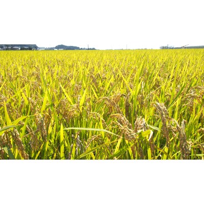 令和3年産 静岡県袋井産 こしひかり 5kg×2袋 (精米)
