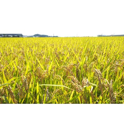 【令和4年産】静岡県袋井産 にこまる 5kg (日本穀物検定協会 令和4年産食味ランキングで特A)
