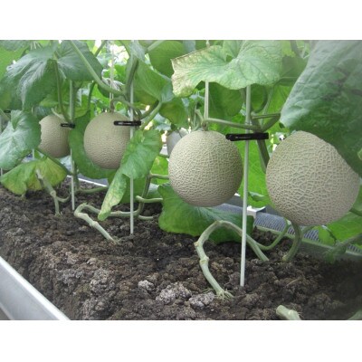 【2024年9月上旬より発送】静岡県袋井産 クラウンメロン「山級」 2玉 桐箱入り