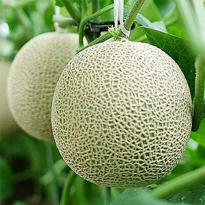 【2022年10月中旬発送】【通年出荷】クラウンメロン(白等級)中玉　2玉　ギフト箱入り