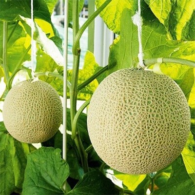 【2022年3月上旬発送】【桐箱メロン】クラウンメロン(山等級)　1玉　桐箱入り