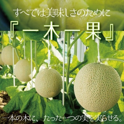 【毎月定期便】クラウンメロン(白上級)1玉詰　全12回