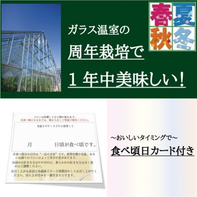 【毎月定期便】クラウンメロン(白上級)1玉詰　全12回