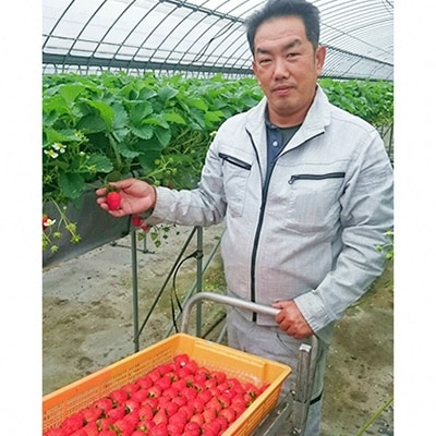 【2025年1月下旬以降順次発送】農水大臣賞受賞農園からお届け　イチゴ大粒・紅ほっぺ　2パック