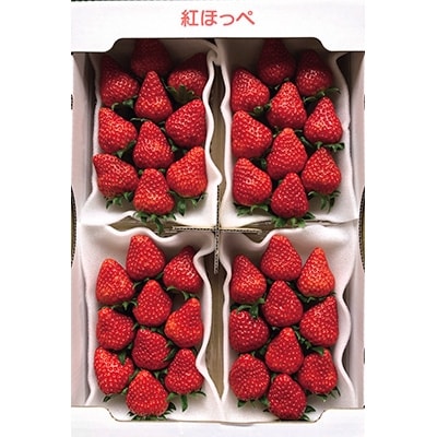 【2025年1月下旬以降順次発送】農水大臣賞受賞農園からお届け　イチゴ・紅ほっぺ　4パック