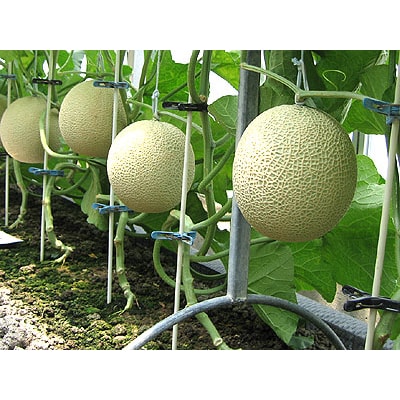 静岡県袋井市産 クラウンメロン 大玉1玉 (約1.4kg)