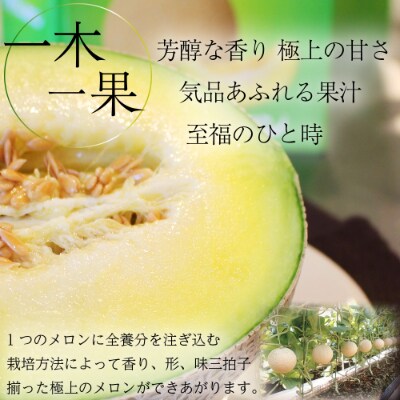 静岡産 クラウンメロン【並(白等級)】大玉(約1.4kg)1玉入り