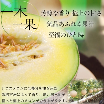 静岡県産クラウンメロン 並(白等級)  約1.3kg 3玉入り