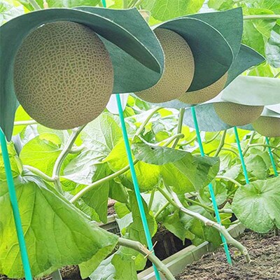 【毎月定期便】クラウンメロン白等級小玉(1.1kg前後)2玉入り 全3回