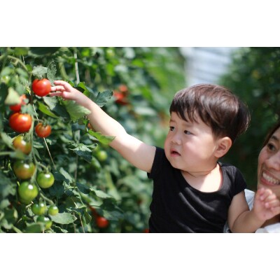 機能性表示食品　Hapitoma ハピトマ　　糖度10(1kg)